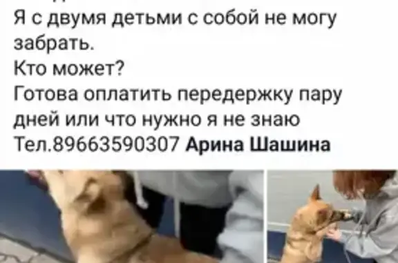 Собака найдена в ТЦ Капитолий, Марьина роща, Москва