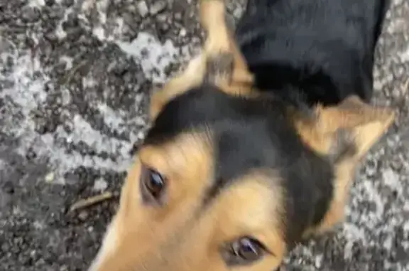 Собака с ошейником найдена в Лыткарино