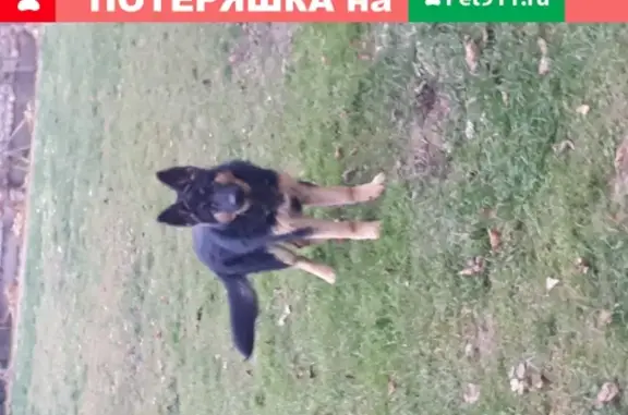Пропала собака в Слуцке на ул. 14 Партизан