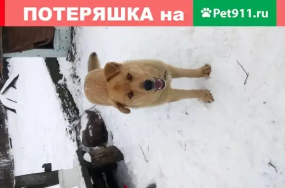 Собаки потеряшки, Никитино, фото: Потеряшка собака Арчи в Никитино, Тамбовская обл.