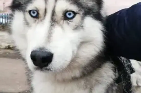 Собака найдена в Воронеже, Россия.