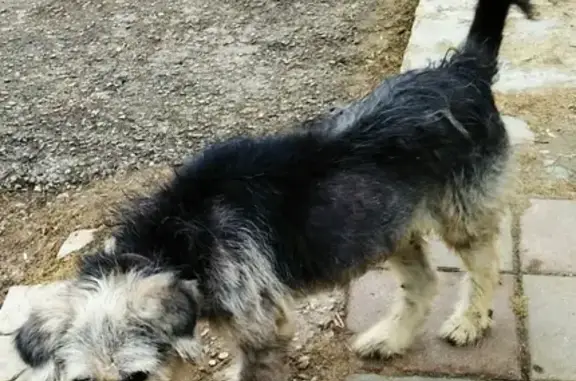 Потерянная собака в Дмитрове, район Шпилево