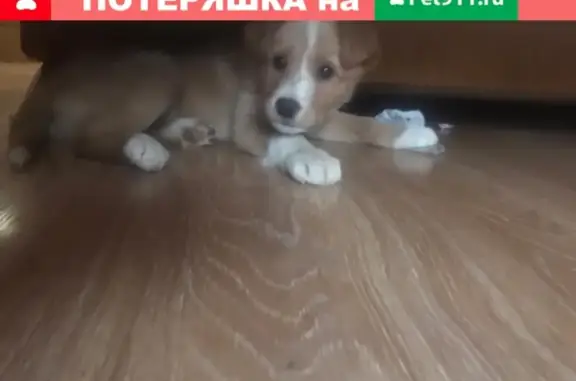 Пропала собака Боня в Звенигороде, Московская область