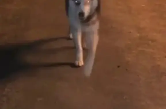 Найдена собака, Москва, фото: Найдена разноглазая Хаски в деревне Степаново