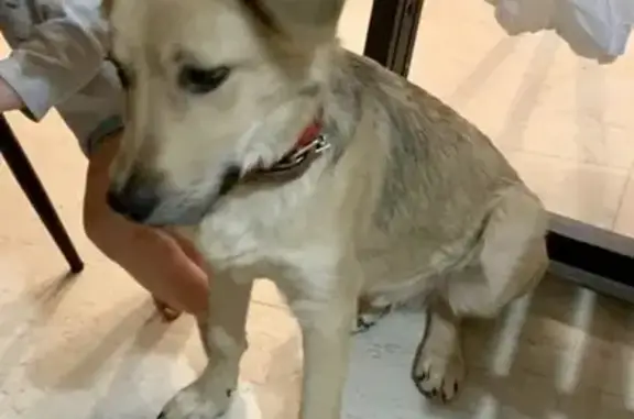 Пропал щенок Вольт в СНТ Супонево, Московская область.