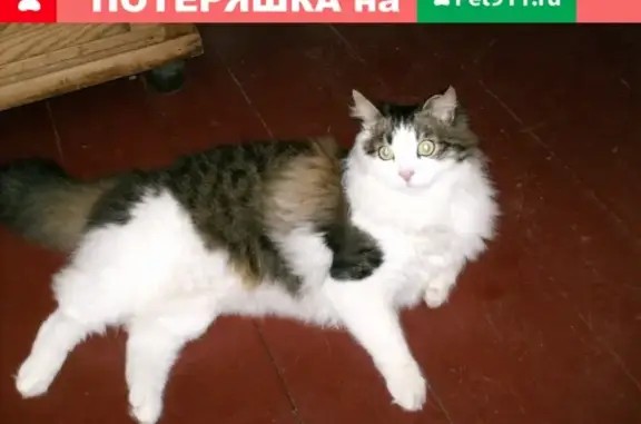 Кошки потеряшки, Санкт-Петербург, фото: Потеряшка кот Кузя на Ленинском проспекте, 117к1