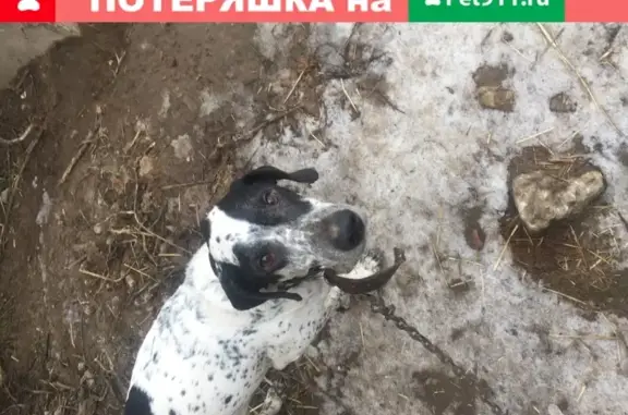 Найдена собака с подбитой лапой в Ногинске