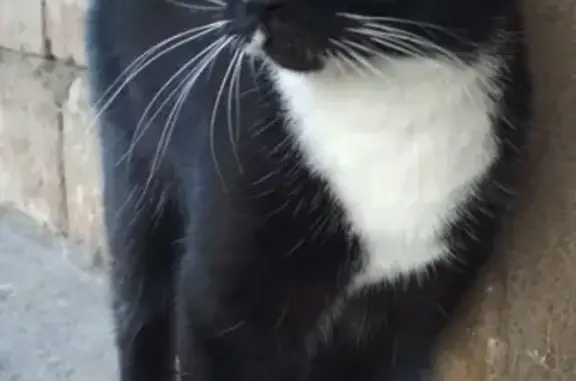 Кошки потеряшки, Санкт-Петербург, фото: Потеряшка кошка Ева на Гаванской улице 16