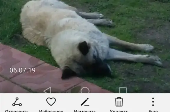 Пропала собака Рыжка в Нижневартовске