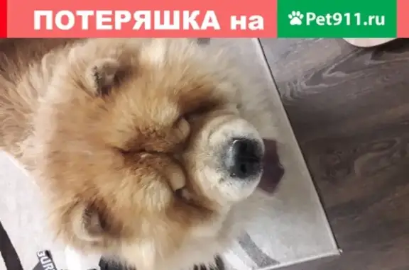 Собака Чак найдена в Барнауле!