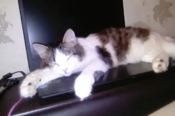 Кошки потеряшки, Томск, фото: Потеряшка кошка на Южной улице в Саратове