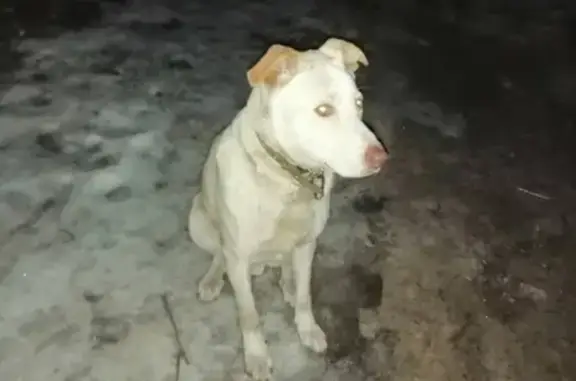 Найдена собака в Выгоничском районе, п. Кокино, Брянская обл.