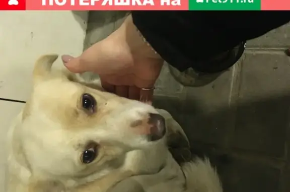 Найдена собака на проспекте Ленина, Обнинск