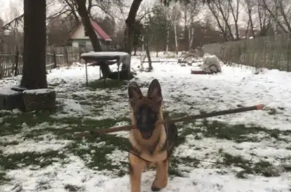 Потерянные животные Ярославль, фото: Пропала немецкая овчарка в Заволжском районе, ул. Большая Заволжская