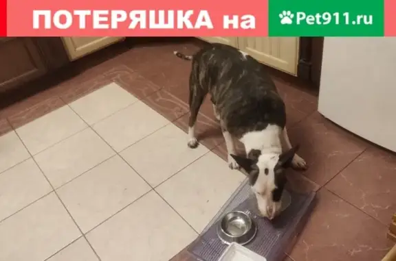 Найдена собака в Новой деревне, Пушкино