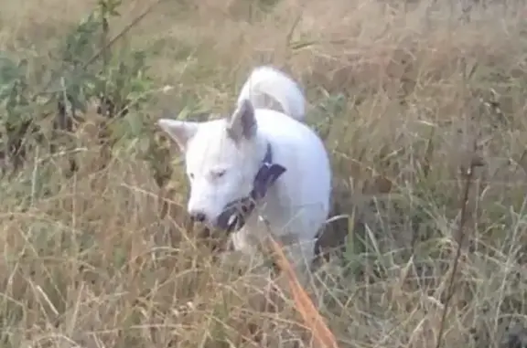 Пропала собака в селе Спасское, Тверская область