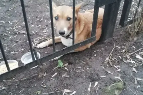 Найдена слепая собака на улице в районе Выхино, Москва