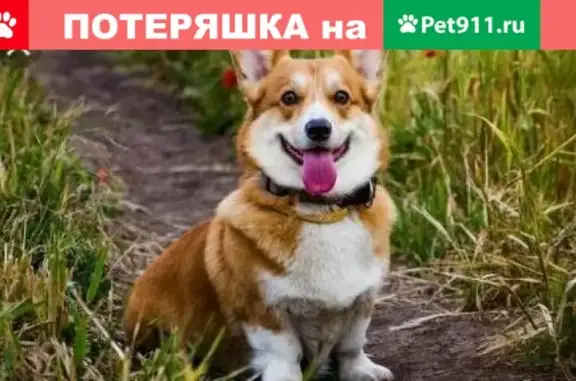 Потерянные животные Оренбург, фото: Пропала собака Мишка в Оренбурге