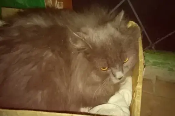 Найден серый кот на Ставропольской 1