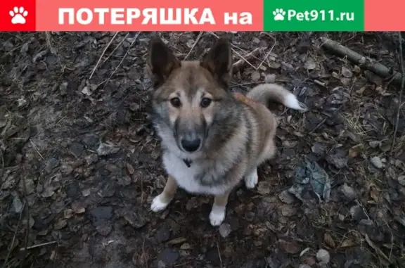 Собака найдена в районе Керва, гуляла по улице Московской в Шатуре.