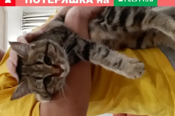 Пропала кошка Ася в Новороссийске.
