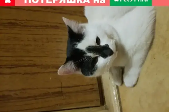 Найдена бело-черная кошка с ошейником в СПб