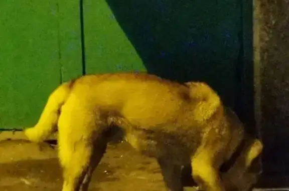 Собака на ул. Зайцева, 9 (Сормовский район) найдена