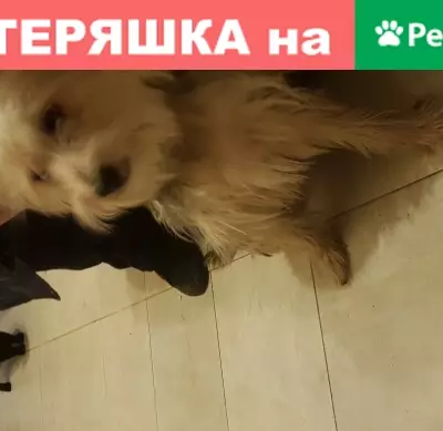 Найдена домашняя собака на Бирюлёвской улице