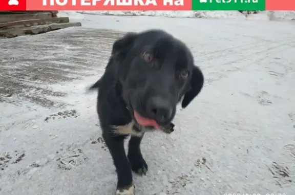 Найдена домашняя собака в Чебоксарах на ул. Башмачникова!