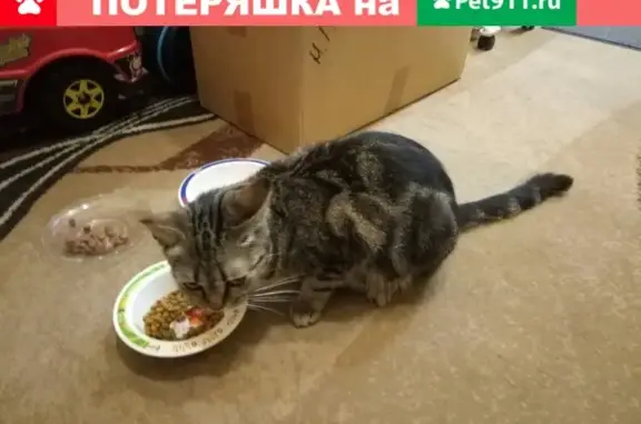 Найдена беременная кошка в Ярославле
