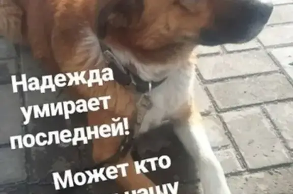 Пропала собака Джеки на Октябрьской улице (Россия, Ульяновск)