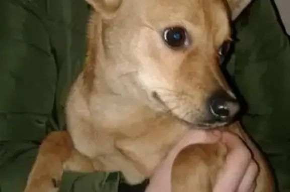 Найдена собака, Калининград, фото: Найден ласковый кобель в Калининграде