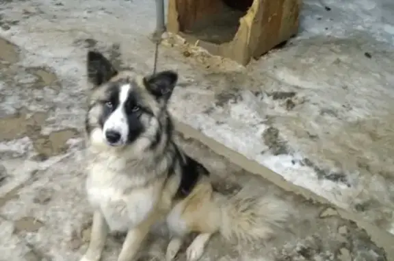 Пропала собака в Кудымкаре, Пермский край