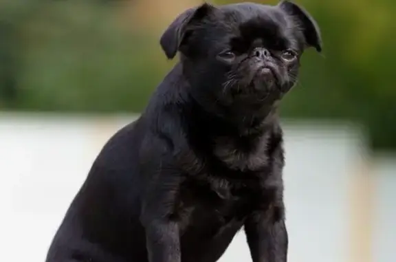 Собаки потеряшки, Мурманск, фото: Потеряшка собака Банди на ул. Капитана Орликовой, 50