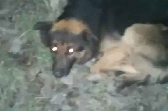 Пропала собака Рем на улице Богдана Хмельницкого в Таганроге
