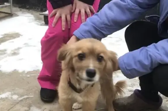 Собака найдена возле магнита в Белгородской области