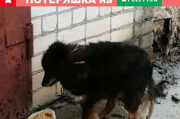 Потеряшка собака в Суворове, Тульская обл.