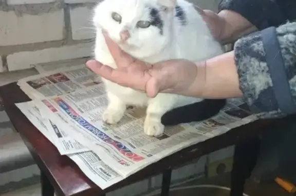 Слепая кошка найдена на ул. Тургенева