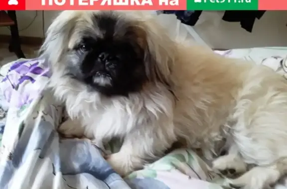 Пропала собака в Биробиджане, Россия