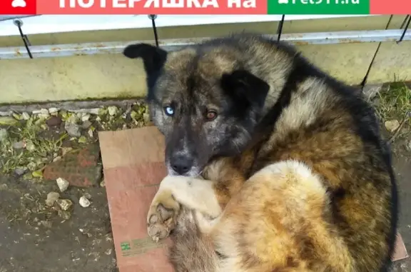 Найдена собака в Запрудном, Коломенский район МО