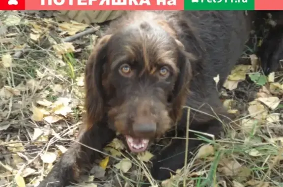 Пропала собака Дратхаар в Чемском бору, Новосибирская обл.