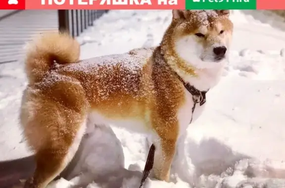 Пропала собака в Кировске, порода Сиба-ину, рыжий окрас с белой грудкой.