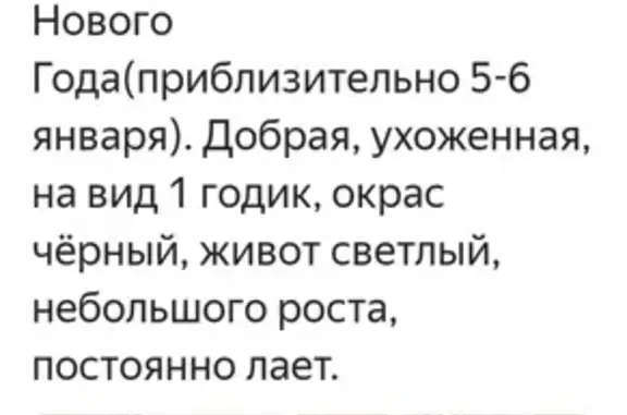 Найден кобель на ул. Первомайская, Королёв