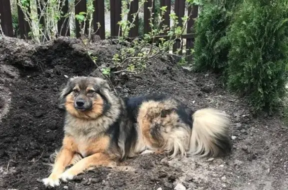 Собаки потеряшки, , фото: Потеряшка собака Манюся в Веригино, Волоколамского района