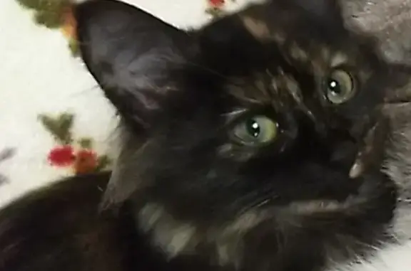 Кошки потеряшки, Набережные Челны, фото: Потеряшка кошка Соня в поселке Красные Челны, Республика Татарстан