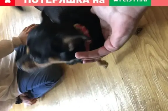 Собака найдена на Ивана Голубца 105 в Анапе