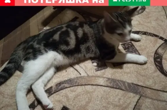 Найден кот на улице Бутлерова, возраст 1 год, белые лапы и бенгальский окрас