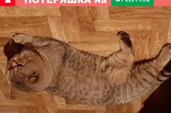 Кошки потеряшки, Октябрьский, фото: Потеряшка кот Гарри в районе Северо-Западная-Смирнова, Барнаул.