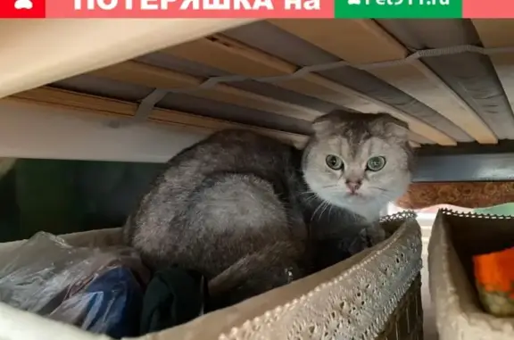 Найдена домашняя кошка на Цветном 2 в Краснодаре