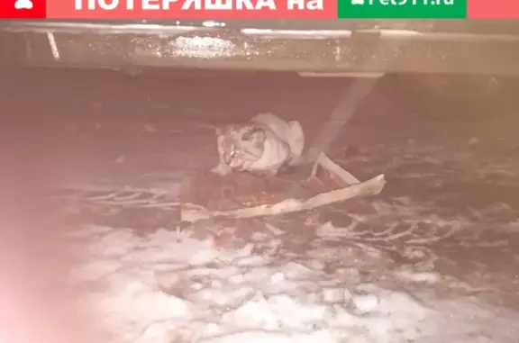Найдена кошка в Казани с стриженным телом